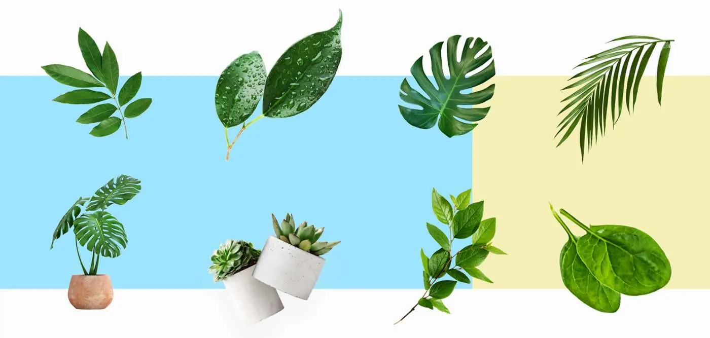 Leaf library on colour blocks